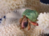Hermit crab wearing green jade turbo seashell.